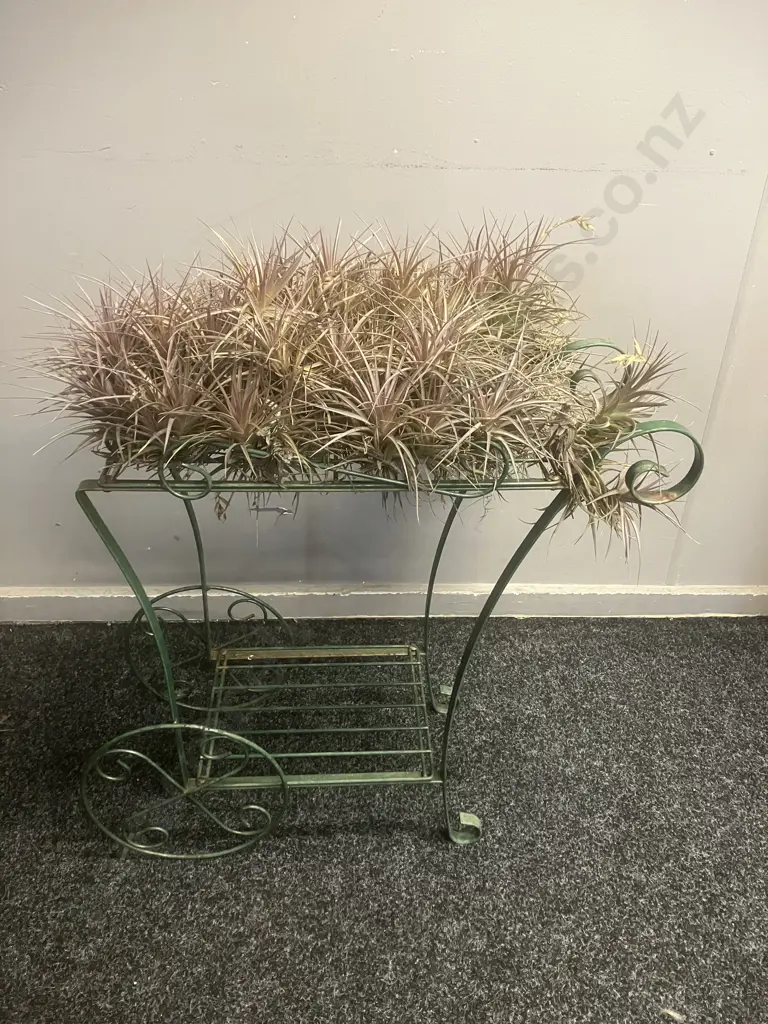 Air Plants & Green Metal Garden Ornament. H58 W60 D23cm Image 1++