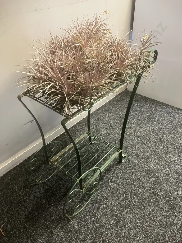 Air Plants & Green Metal Garden Ornament. H58 W60 D23cm Image 1++