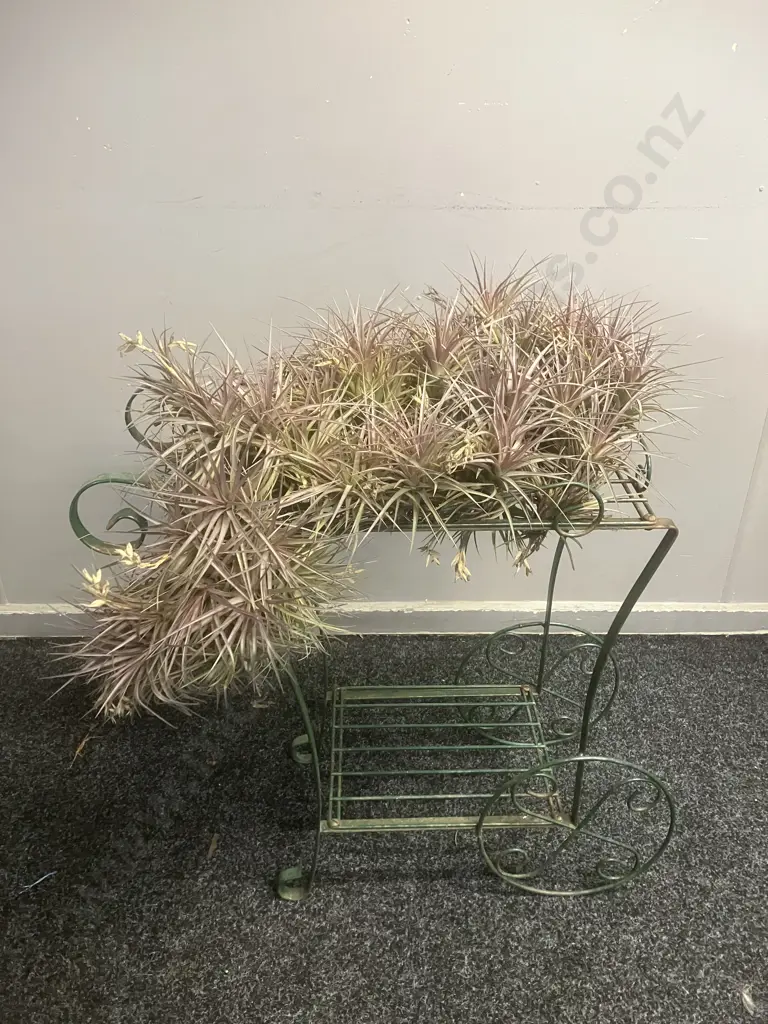 Air Plants & Green Metal Garden Ornament. H58 W60 D23cm Image 1++