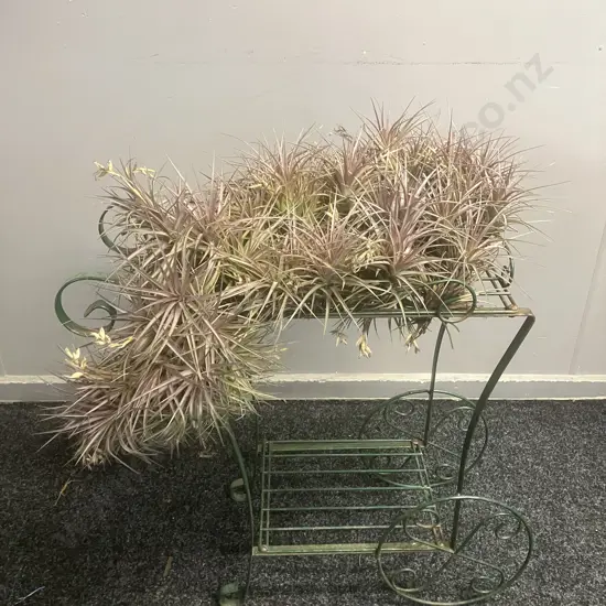 Air Plants & Green Metal Garden Ornament. H58 W60 D23cm