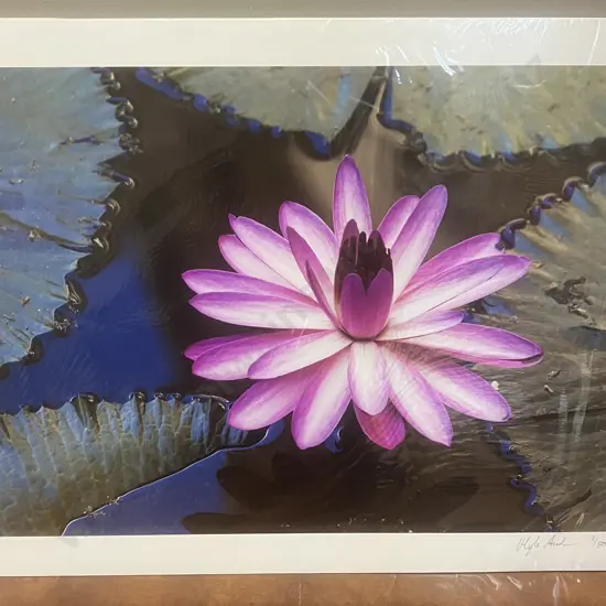 Myles Andrews "Waterlily" Limited Edition Print #1/50 Signed. 46 x 61cm