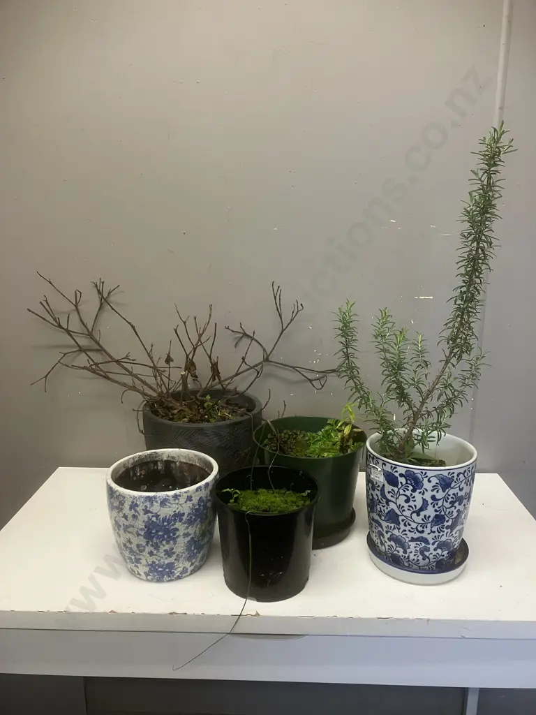 Plant & Pots Image 1++