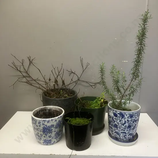 Plant & Pots