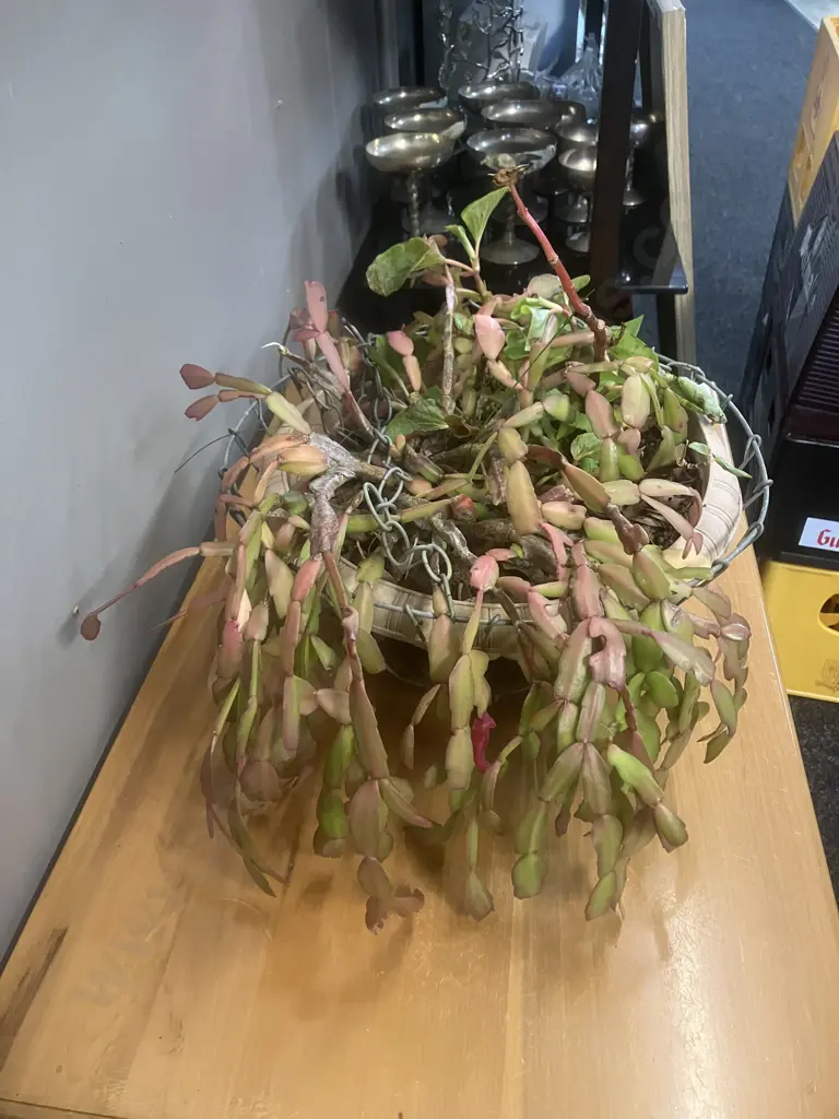 Christmas Cactus In Hanging Wire Basket Image 1++