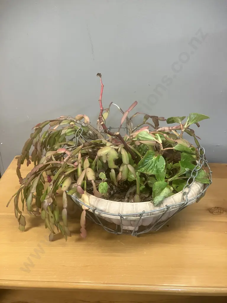 Christmas Cactus In Hanging Wire Basket Image 1++