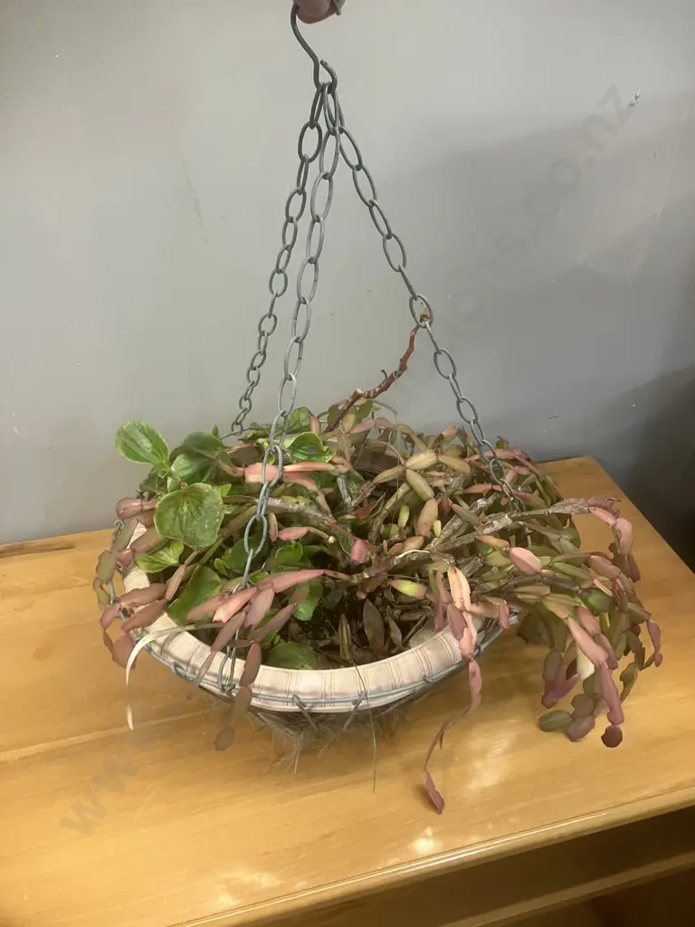 Christmas Cactus In Hanging Wire Basket Image 1++