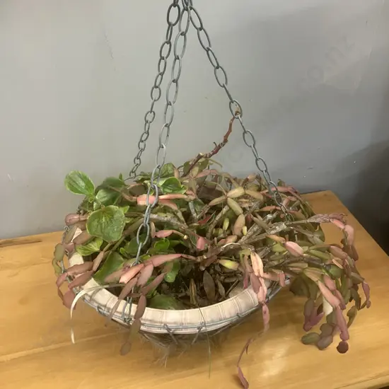 Christmas Cactus In Hanging Wire Basket