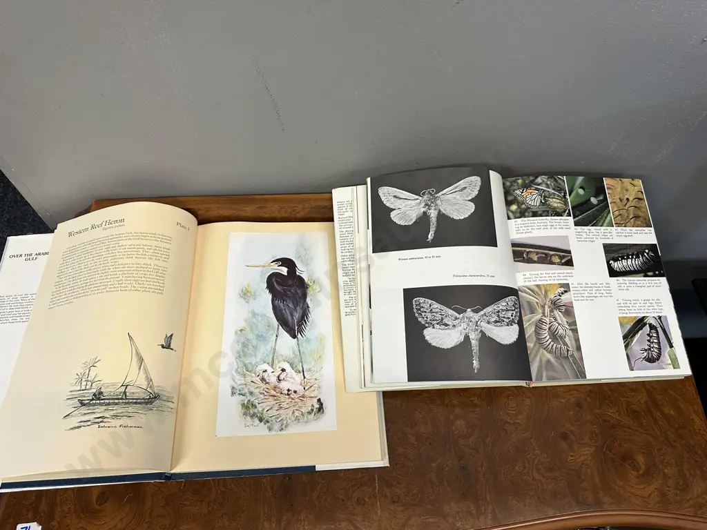 NZ Insects & Their Story By Richard Sharrell 1971 First Edition Hard Cover With OverThe Arabian Gulf De Monts Art Folio Image 1++