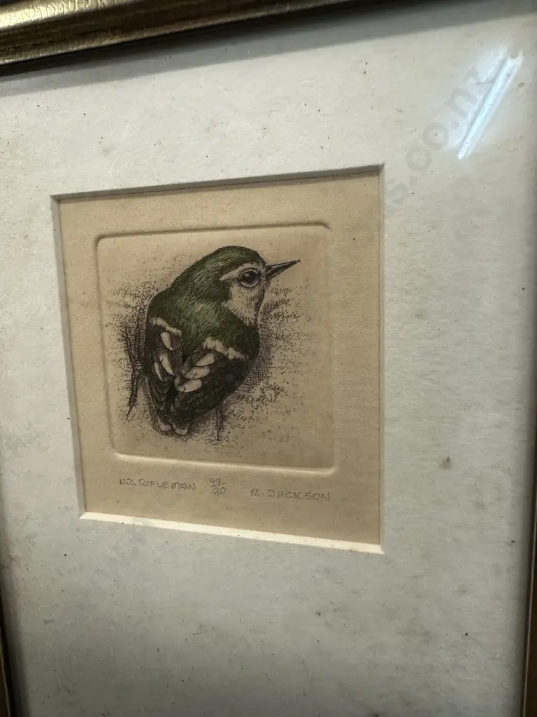 Framed Hand Coloured Etchings NZ Rifleman & Tomtit 49/80 By R.M Jackson '83 Image 1++