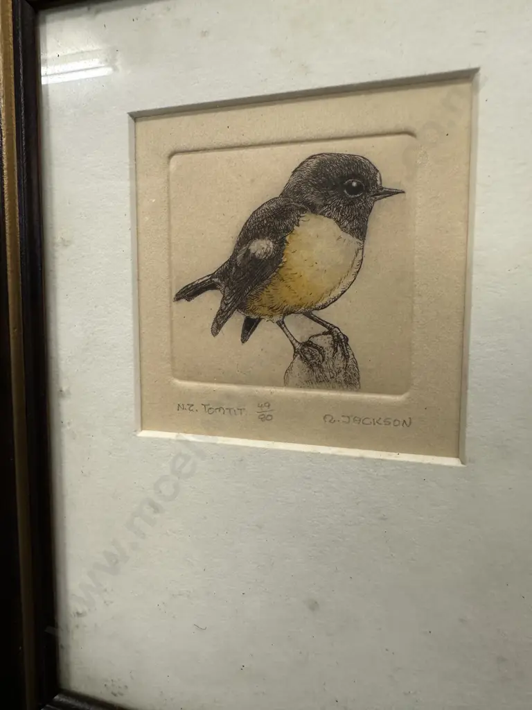 Framed Hand Coloured Etchings NZ Rifleman & Tomtit 49/80 By R.M Jackson '83 Image 1++
