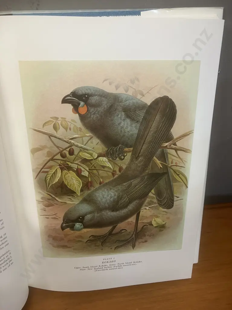 Buller's Birds of New Zealand - E. G. Turbott (1976, Fourth Printing) Hardback With Dustjacket & Slipcase Image 1++
