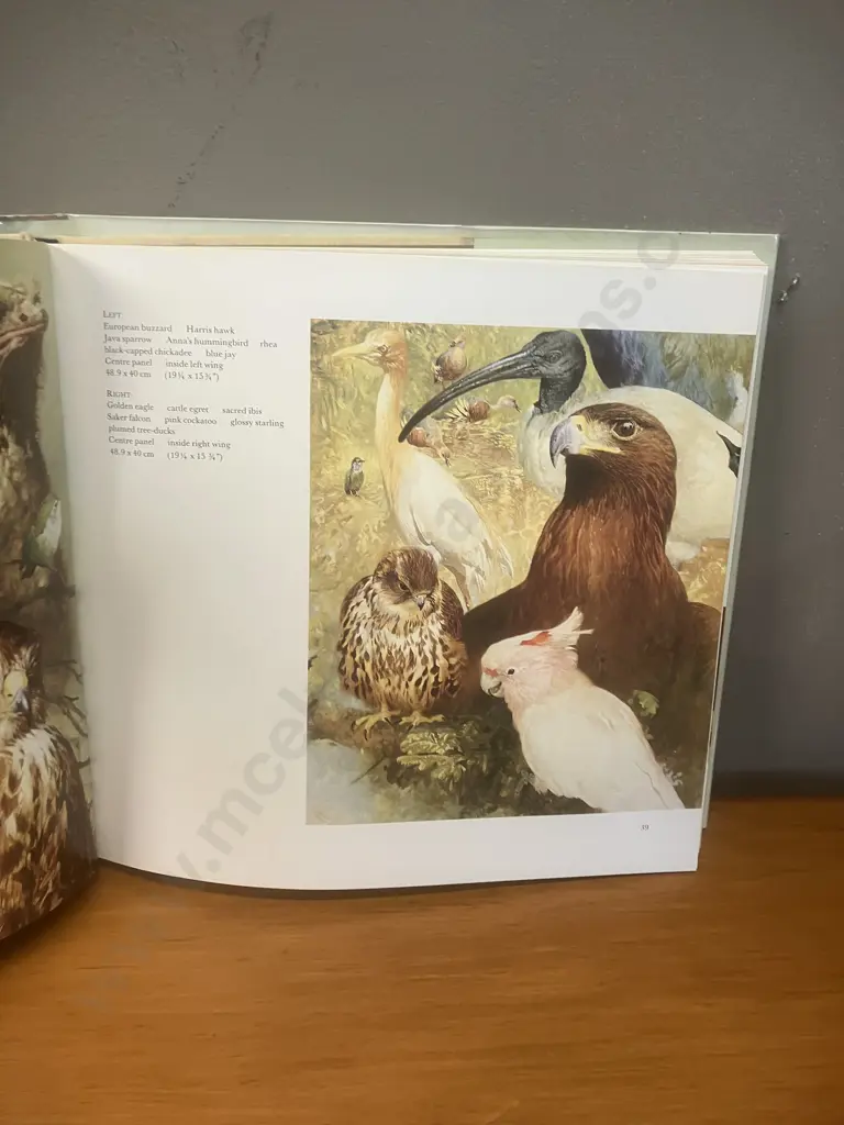 Raymond Harris-Ching "Wild Portraits" 1988 Large Format Cloth Bound Hardcover With Dustjacket Image 1++
