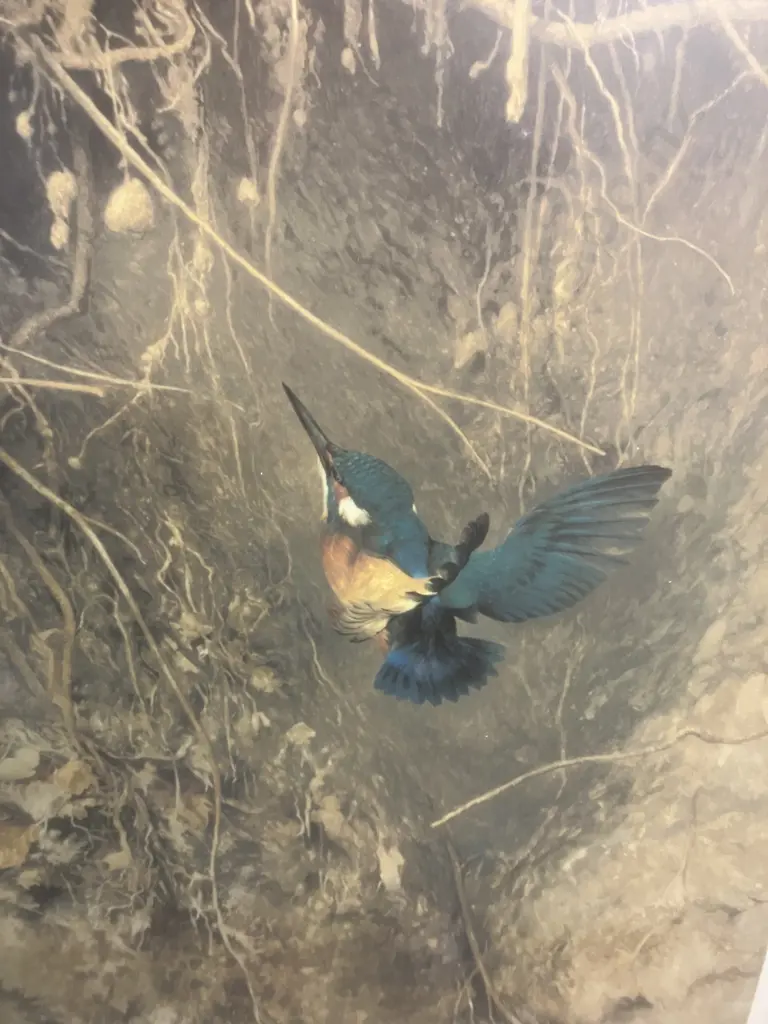 Raymond Ching "Kingfisher" Signed Limited Edition Print #295 / 850. Glaze & Matted Frame. 90 x 74cm Image 1++