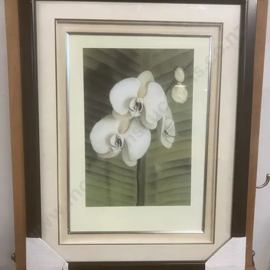 Andrea Trivelli "Orchid With Palm II" Art Print in a Glazed & Matted Frame. 54 x 42cm