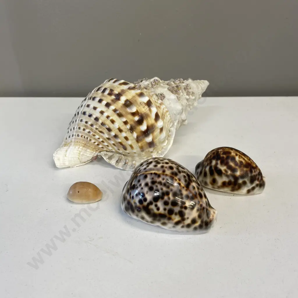 Assorted Shells Image 1++