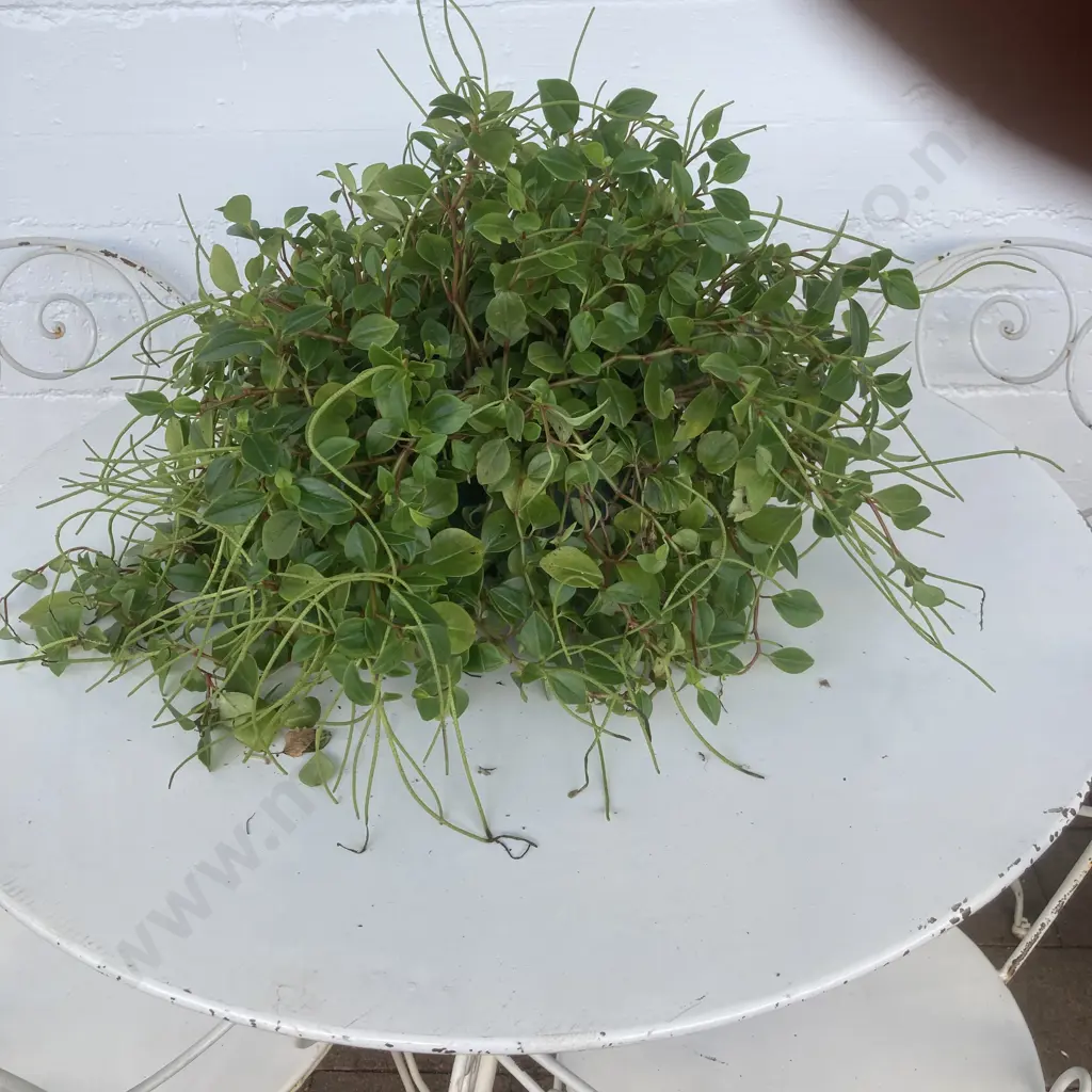 Large Potted Radiator? Plant Image 1++