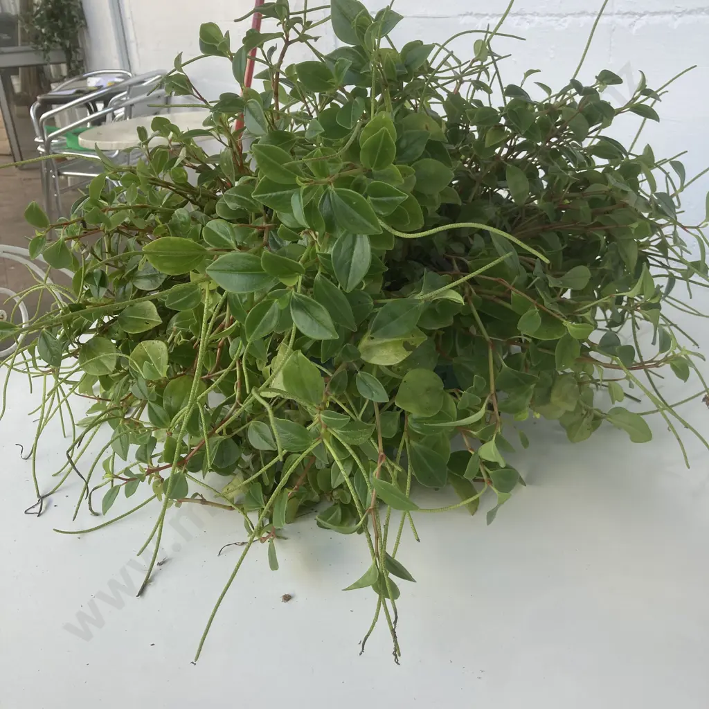 Large Potted Radiator? Plant Image 1++