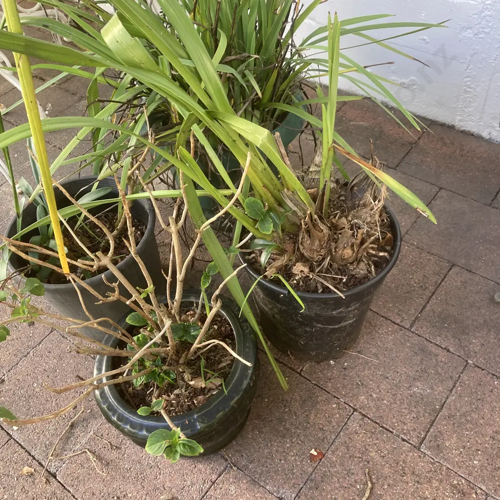 Lot of 4 Assorted Potted Plants Image 1++