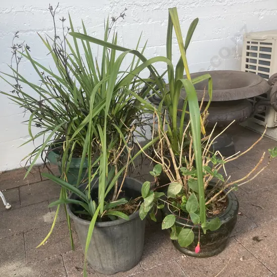 Lot of 4 Assorted Potted Plants