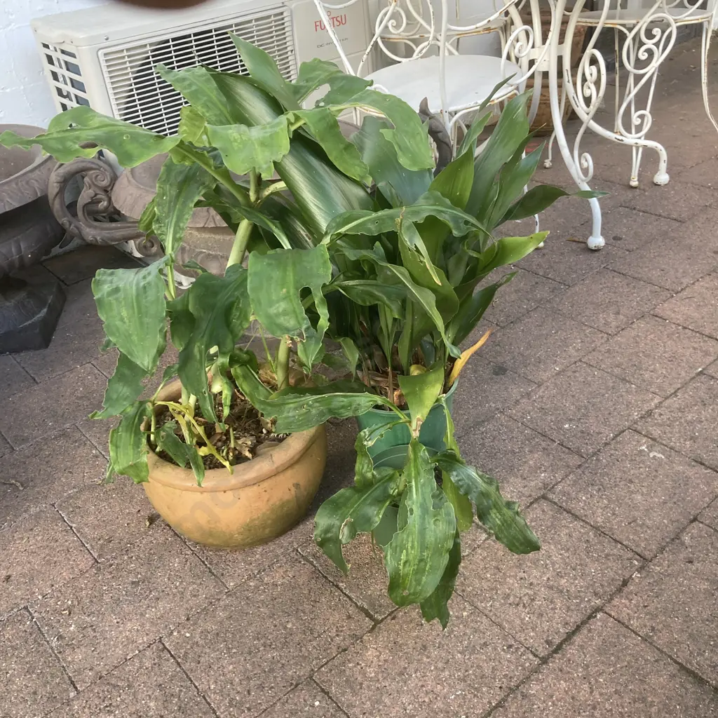 Lot of 3 Assorted Japonica? Plants In Pots Image 1++