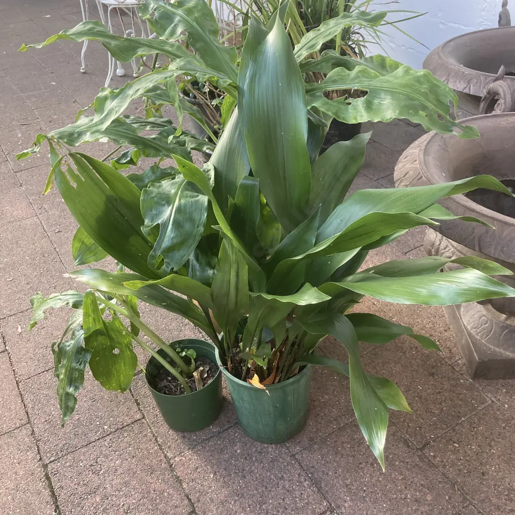 Lot of 3 Assorted Japonica? Plants In Pots Image 1++