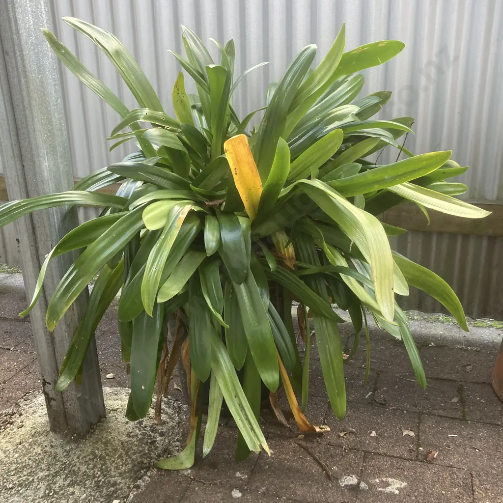 Clivia In Green / Brown Glazed Pot Image 1++