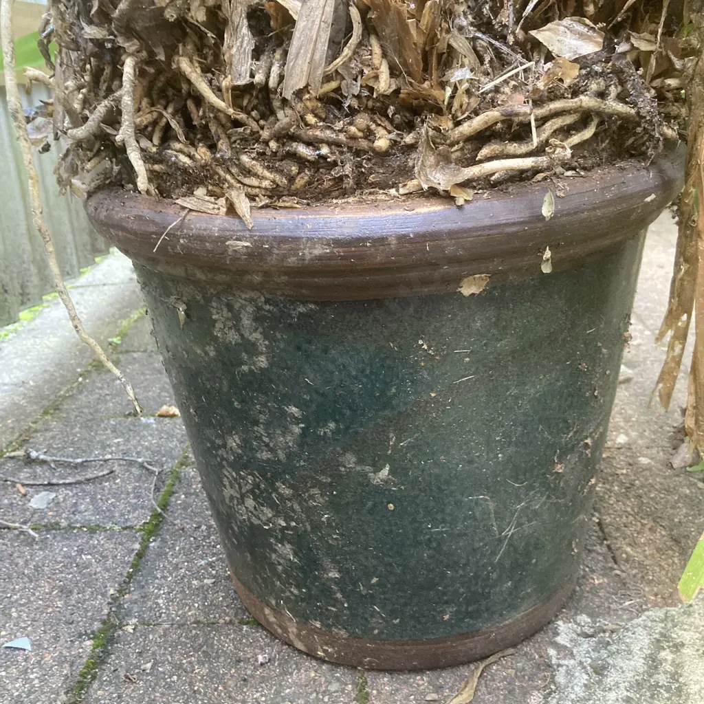 Clivia In Green / Brown Glazed Pot Image 1++