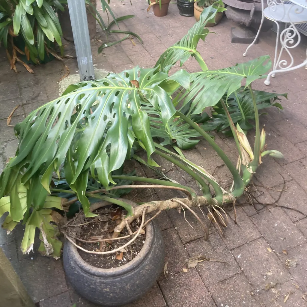 Huge Potted Fruit Salad Plant In 37 x 40cm Concrete Planter Image 1++