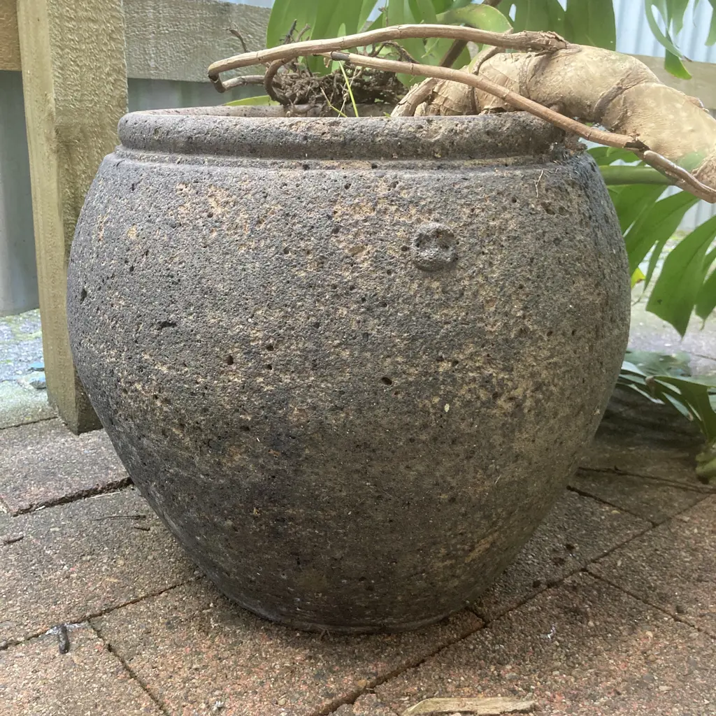 Huge Potted Fruit Salad Plant In 37 x 40cm Concrete Planter Image 1++