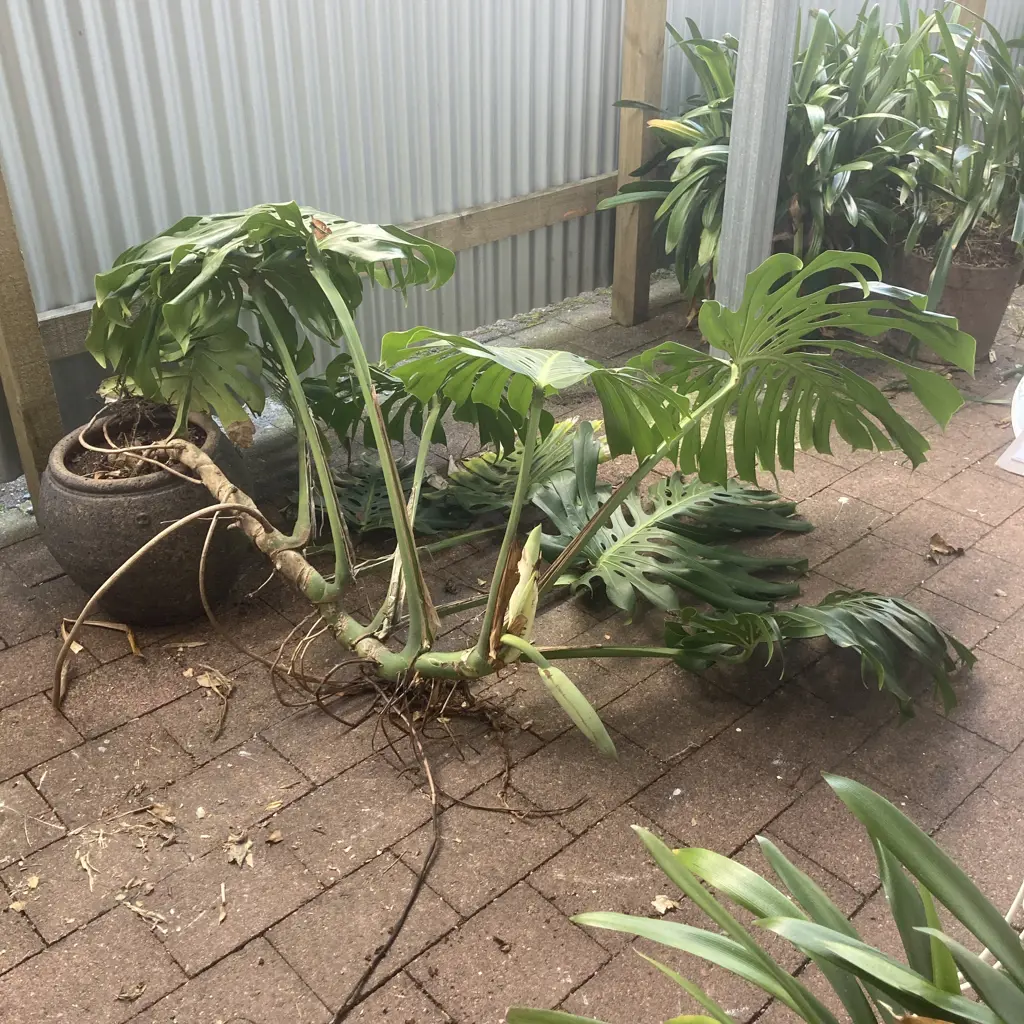 Huge Potted Fruit Salad Plant In 37 x 40cm Concrete Planter Image 1++