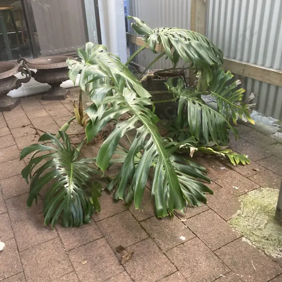 Huge Potted Fruit Salad Plant In 37 x 40cm Concrete Planter