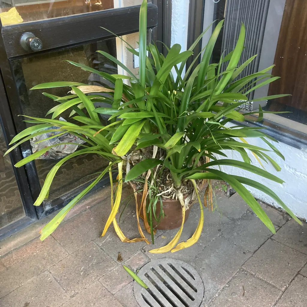 Clivia In Terracotta Planter Image 1++