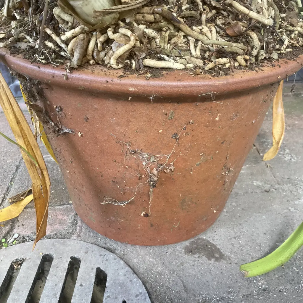 Clivia In Terracotta Planter Image 1++