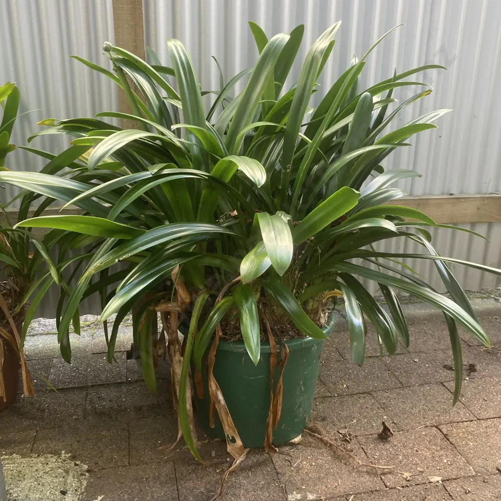 Clivia In Green Pot Image 1++