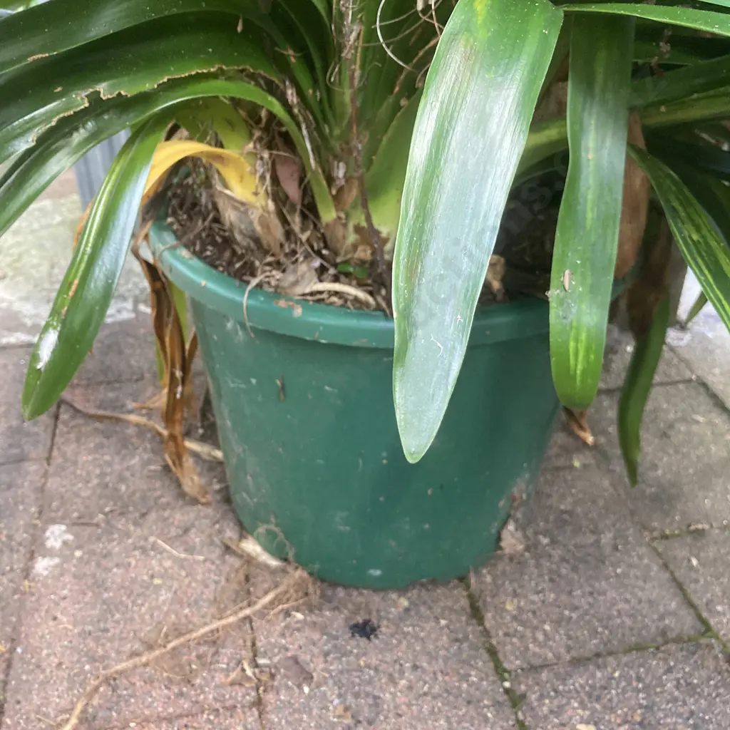 Clivia In Green Pot Image 1++
