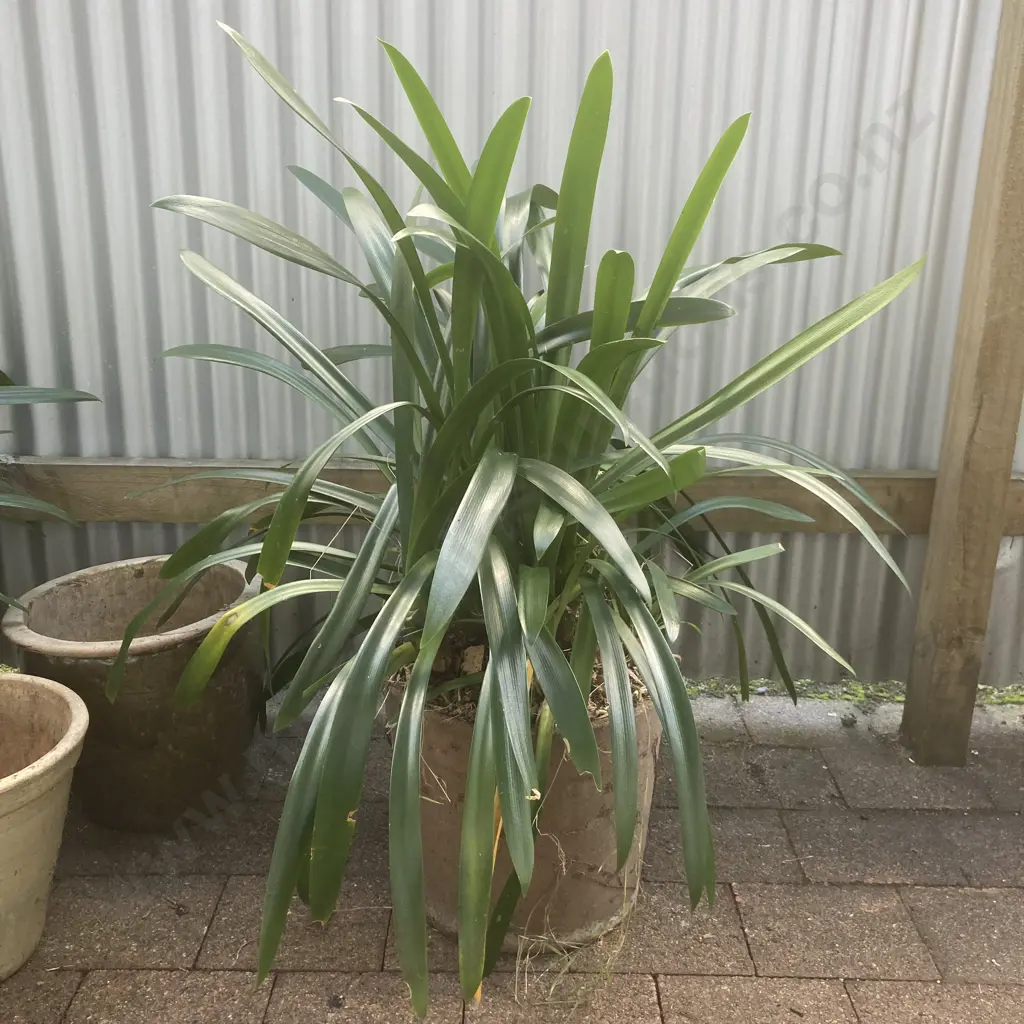 Clivia In Cement Planter Image 1++