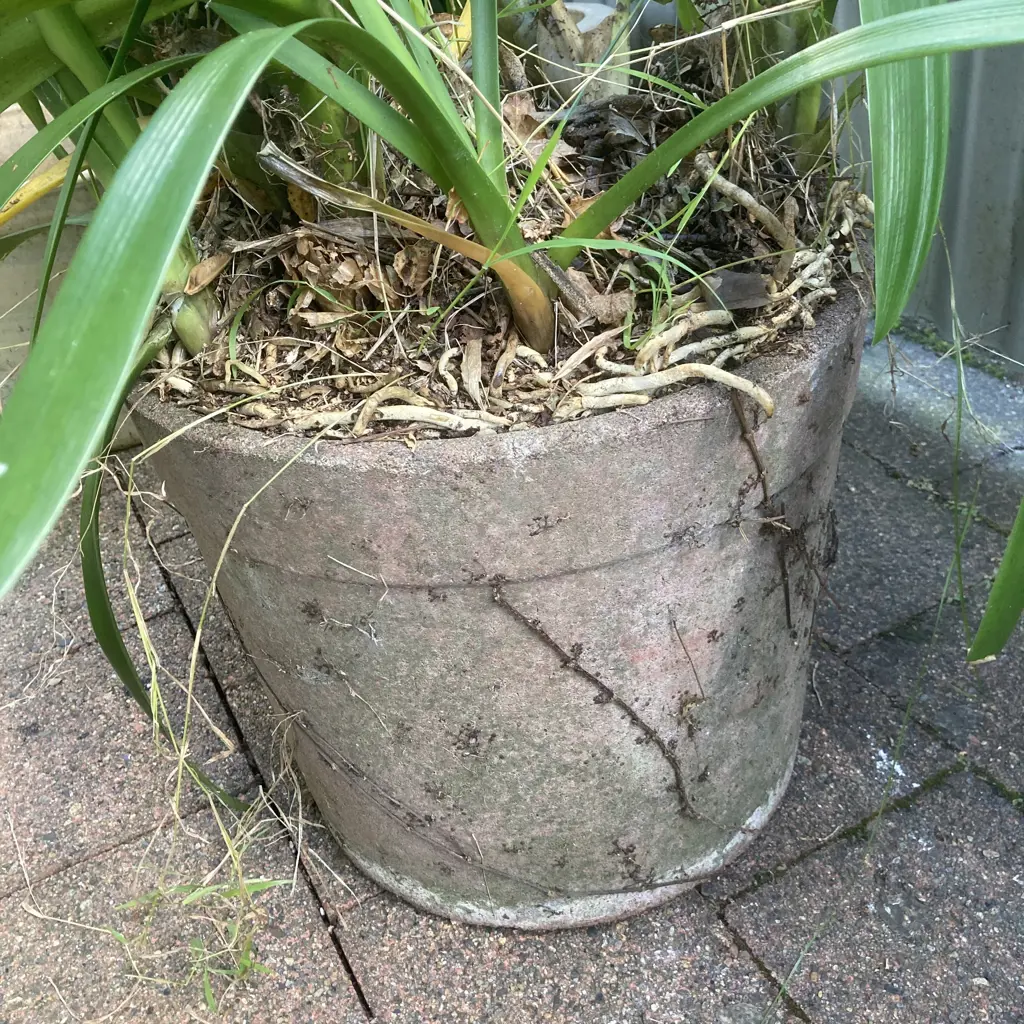 Clivia In Cement Planter Image 1++