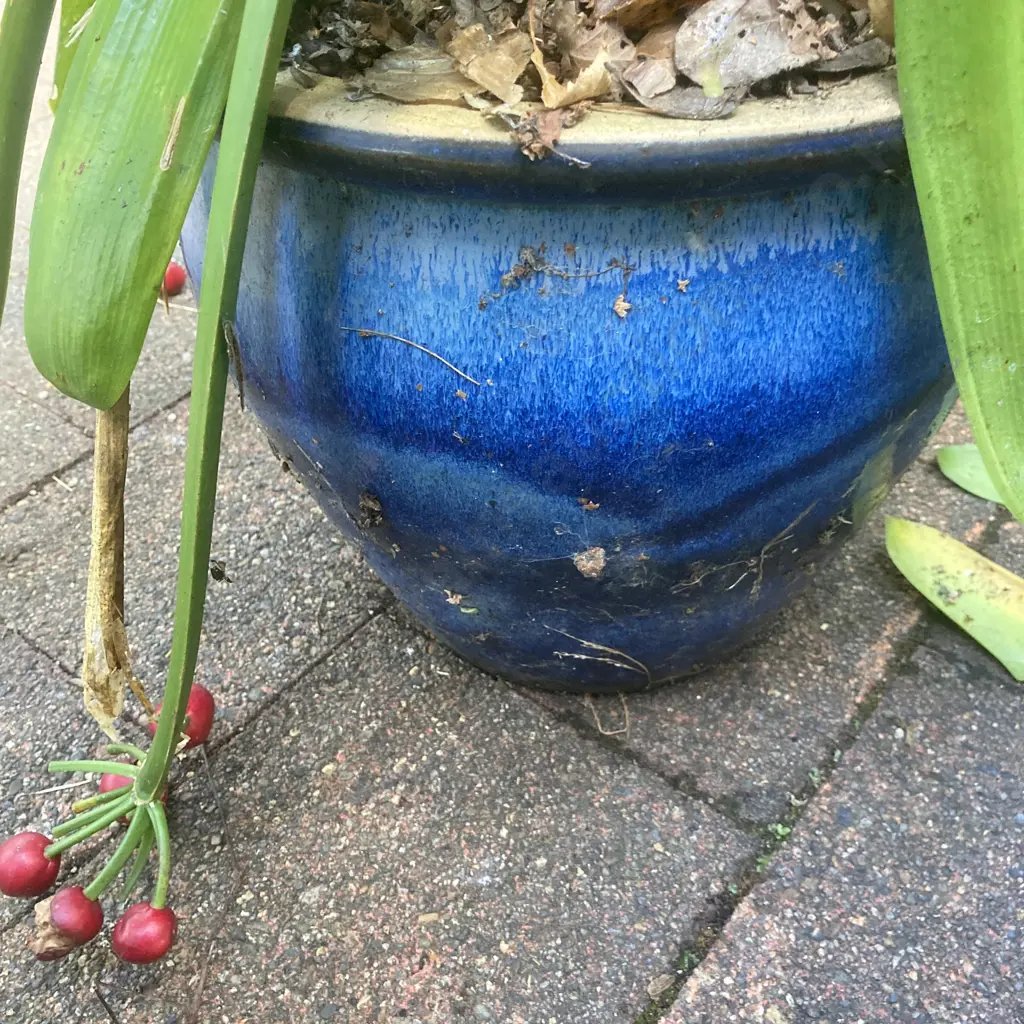 Clivia In Blue Glazed Pot Image 1++