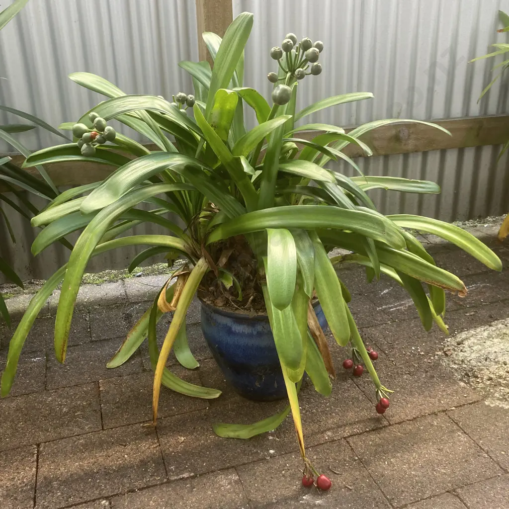 Clivia In Blue Glazed Pot Image 1++