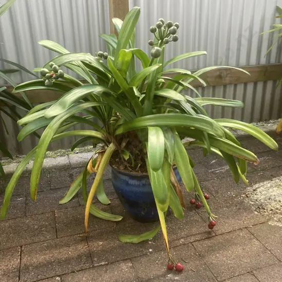 Clivia In Blue Glazed Pot