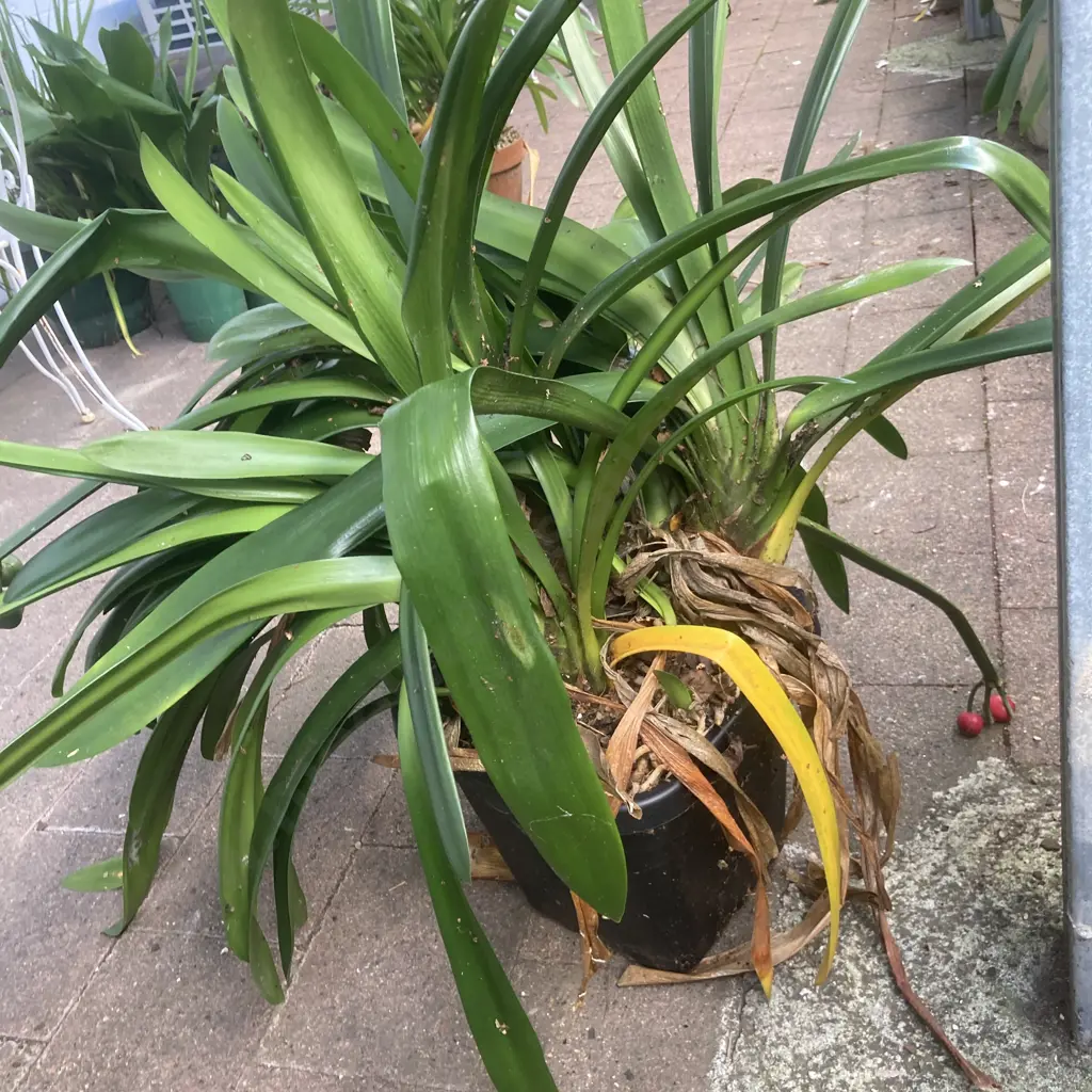 Clivia In Black Plastic Planter Image 1++