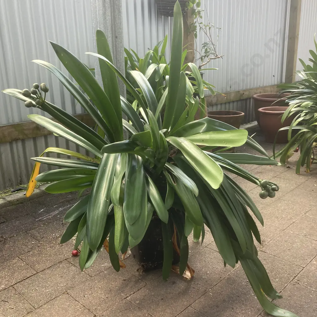 Clivia In Black Plastic Planter Image 1++