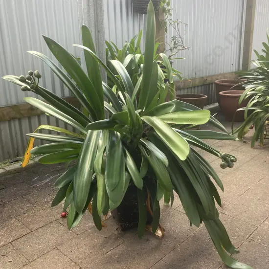 Clivia In Black Plastic Planter
