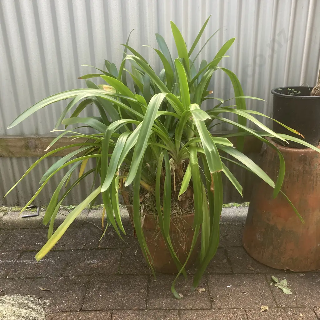 Clivia In Terracotta Plant Pot Image 1++