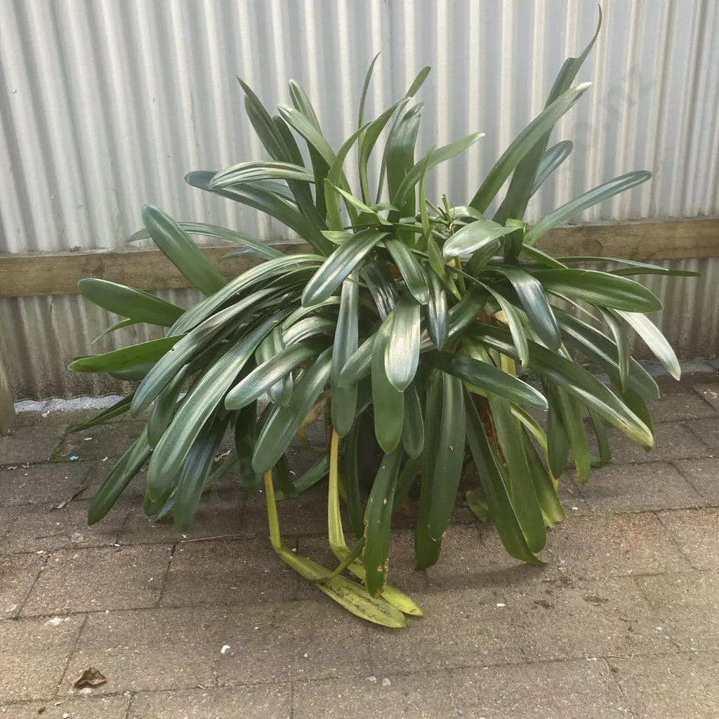 Clivia In Black Plastic Plant Pot Image 1++