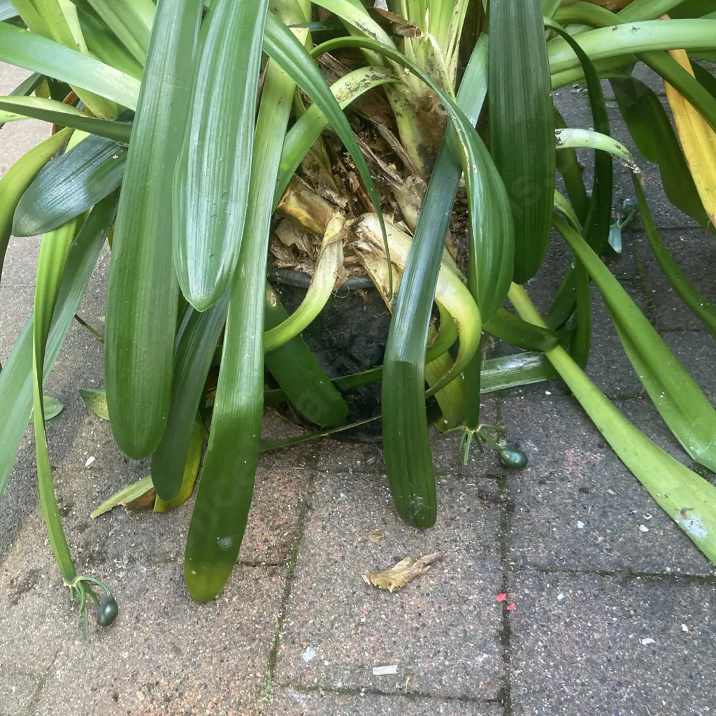 Clivia In Black Plastic Plant Pot Image 1++