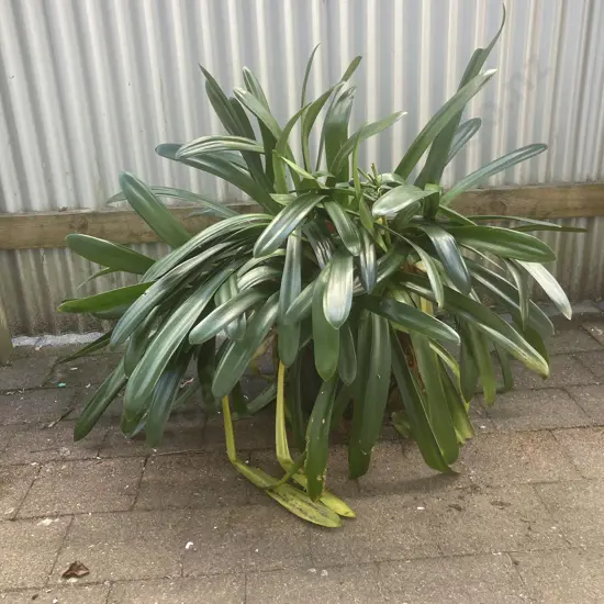 Clivia In Black Plastic Plant Pot