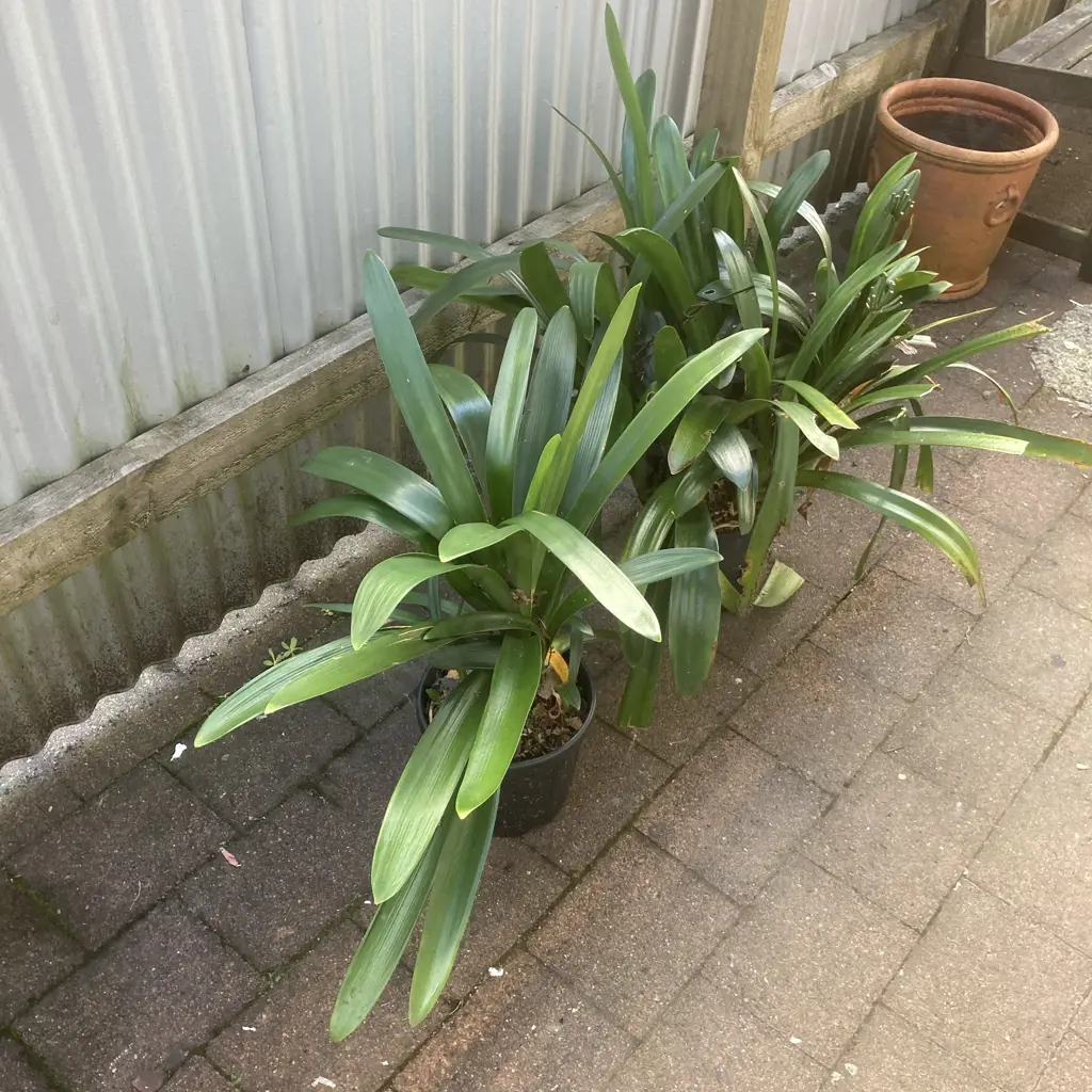 Clivias x 2 In Black Plastic Pots Image 1++