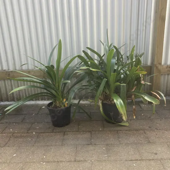 Clivias x 2 In Black Plastic Pots