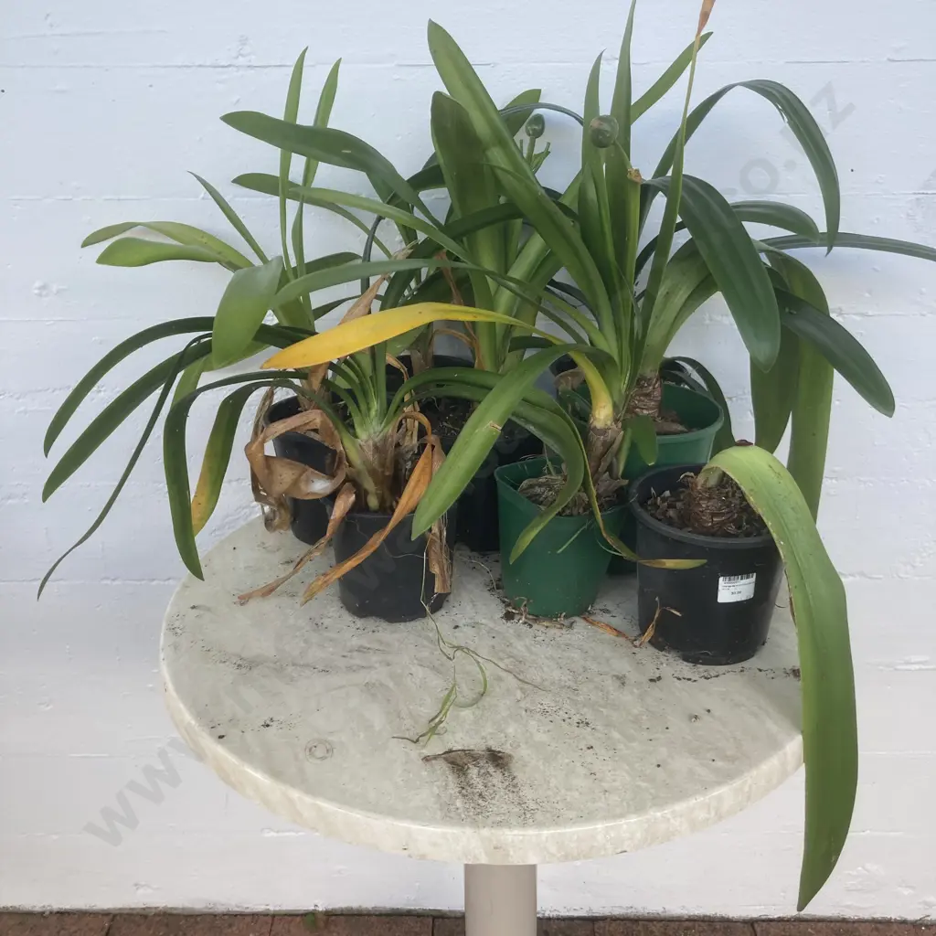 Lot of 8 Smaller Potted Clivias Image 1++